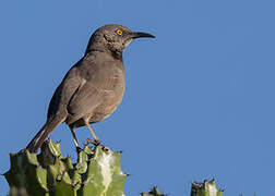 Curve-billed Thrasher