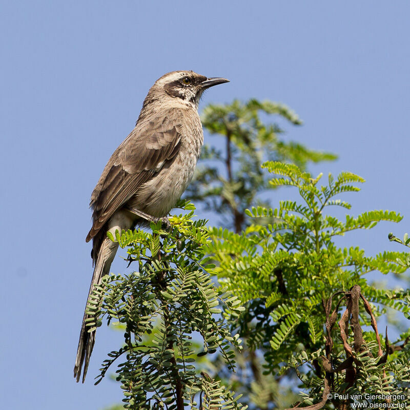 Long-tailed Mockingbird