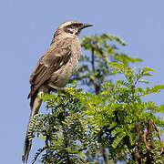 Long-tailed Mockingbird