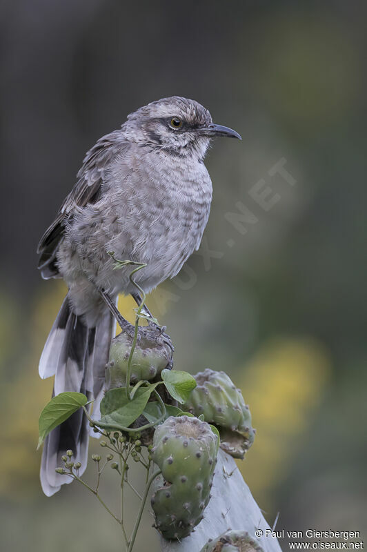 Long-tailed Mockingbirdadult