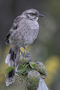 Long-tailed Mockingbird