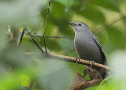 Grey Catbird