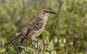 Espanola Mockingbird