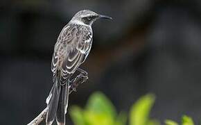 Galapagos Mockingbird