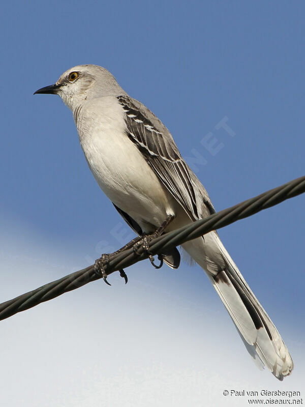 Tropical Mockingbirdadult