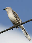 Tropical Mockingbird