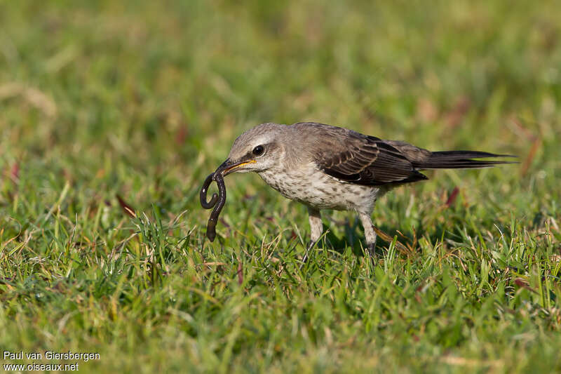 Tropical Mockingbirdimmature, feeding habits, fishing/hunting