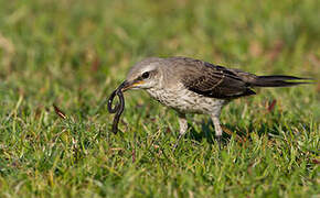 Tropical Mockingbird