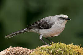 Tropical Mockingbird