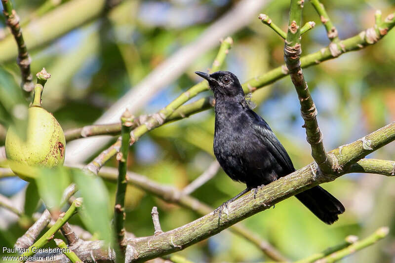 Black Catbirdadult, close-up portrait