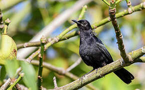 Black Catbird