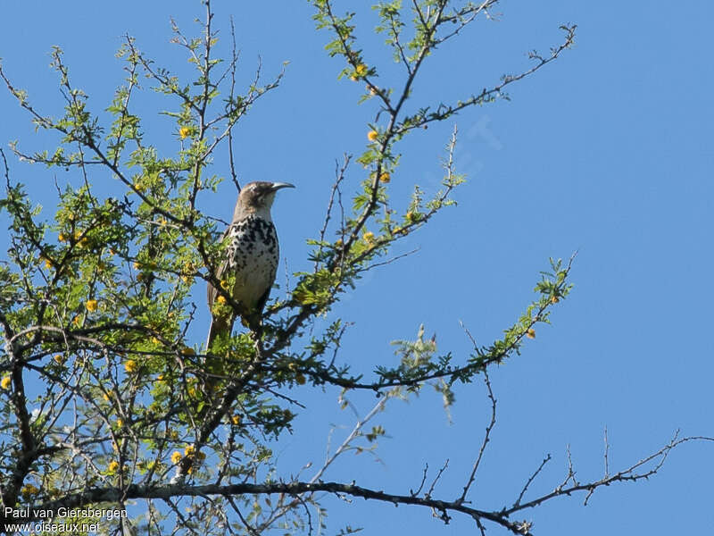 Moqueur ocelléadulte, identification