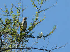 Ocellated Thrasher