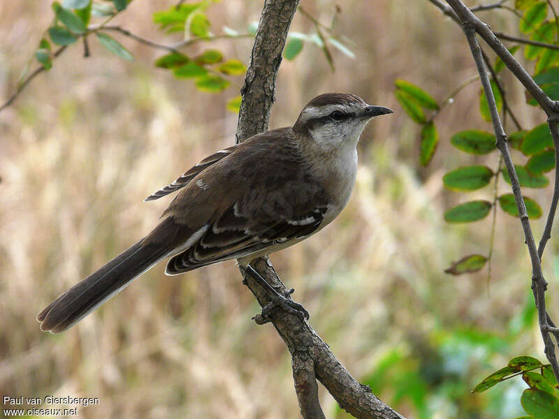 Chalk-browed Mockingbirdadult, habitat, pigmentation