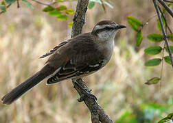 Chalk-browed Mockingbird