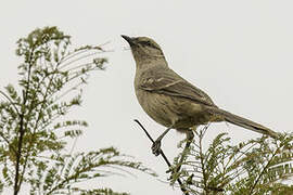 Chalk-browed Mockingbird