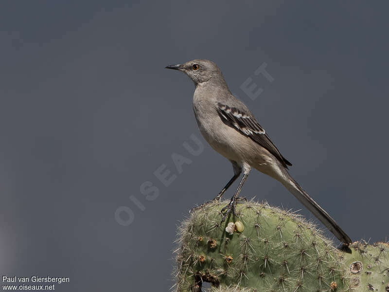 Northern Mockingbirdimmature, habitat, Behaviour