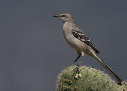 Northern Mockingbird