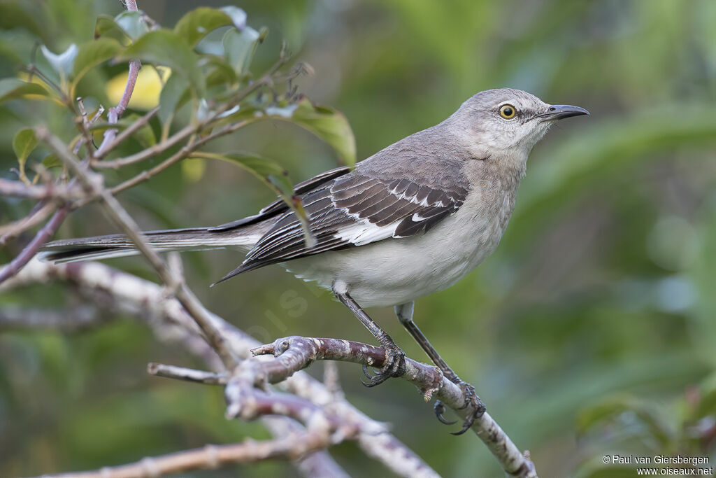 Northern Mockingbirdadult