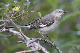 Northern Mockingbird