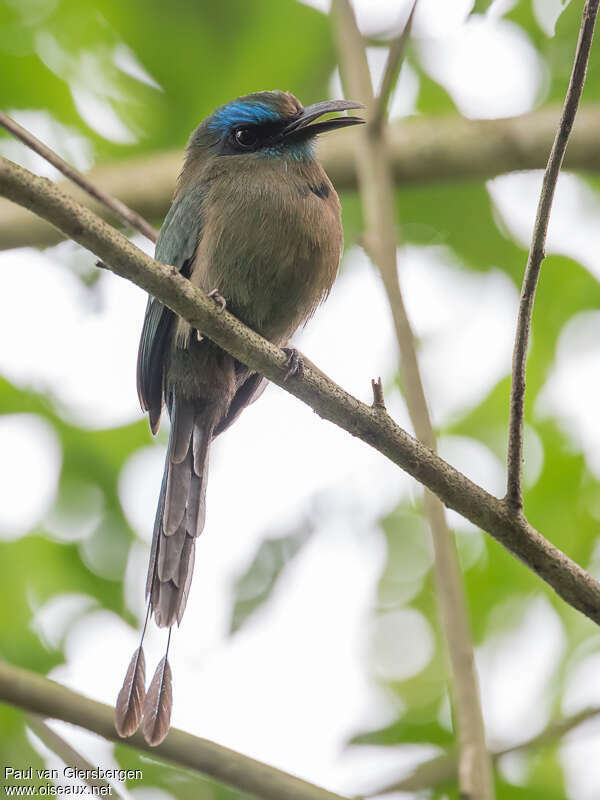 Motmot à bec carénéadulte, identification