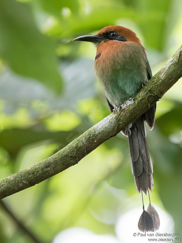 Motmot à bec largeadulte