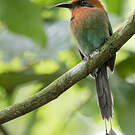 Motmot à bec large
