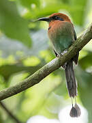 Broad-billed Motmot