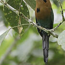 Motmot à bec large