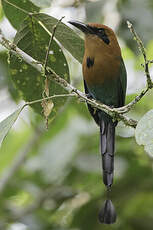 Motmot à bec large