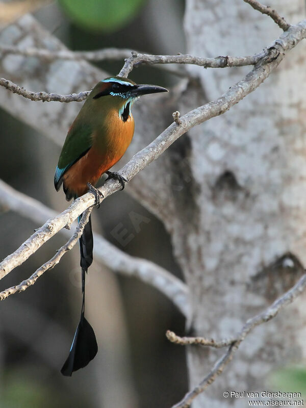 Turquoise-browed Motmot