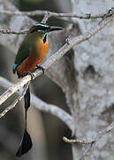 Turquoise-browed Motmot