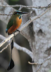 Motmot à sourcils bleus