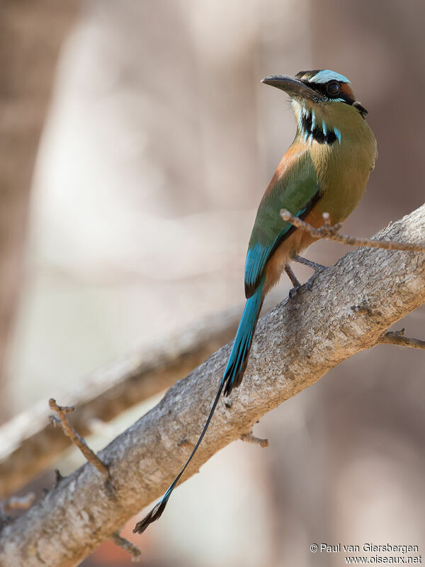 Motmot à sourcils bleusadulte