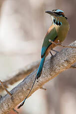 Motmot à sourcils bleus