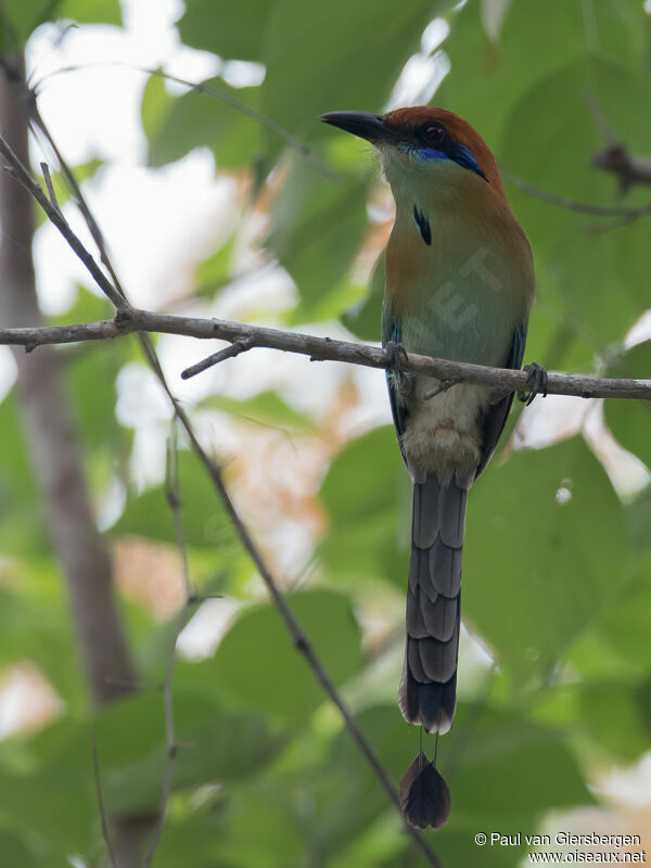 Russet-crowned Motmot