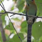 Motmot à tête rousse