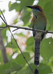 Motmot à tête rousse