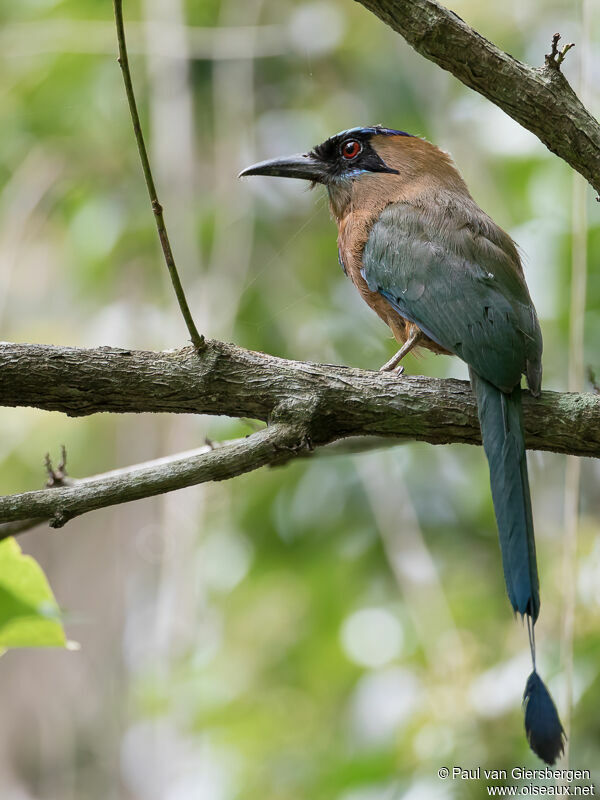 Motmot caraïbeadulte