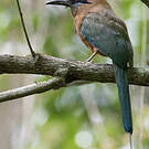 Motmot caraïbe