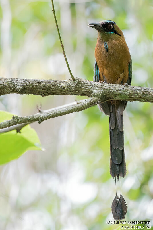 Whooping Motmot