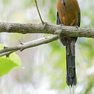 Motmot caraïbe