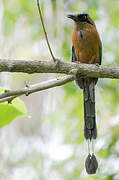 Whooping Motmot