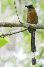 Motmot caraïbe