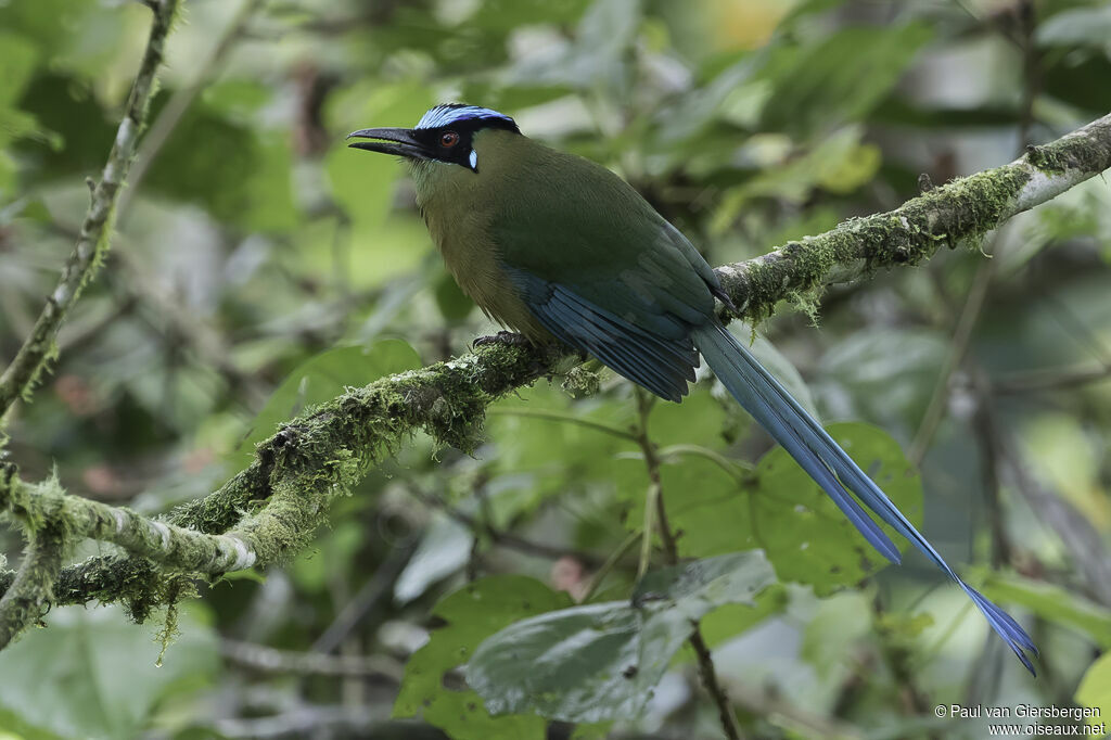 Motmot d'Équateuradulte