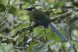 Andean Motmot