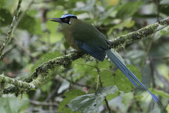 Motmot d'Équateur