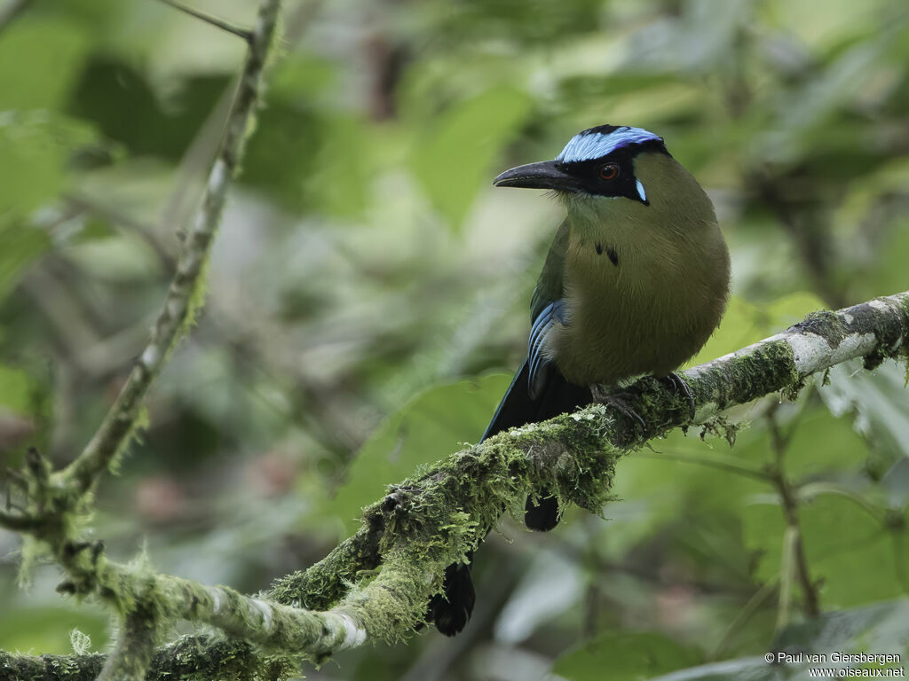 Motmot d'Équateuradulte