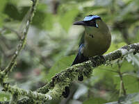 Motmot d'Équateur