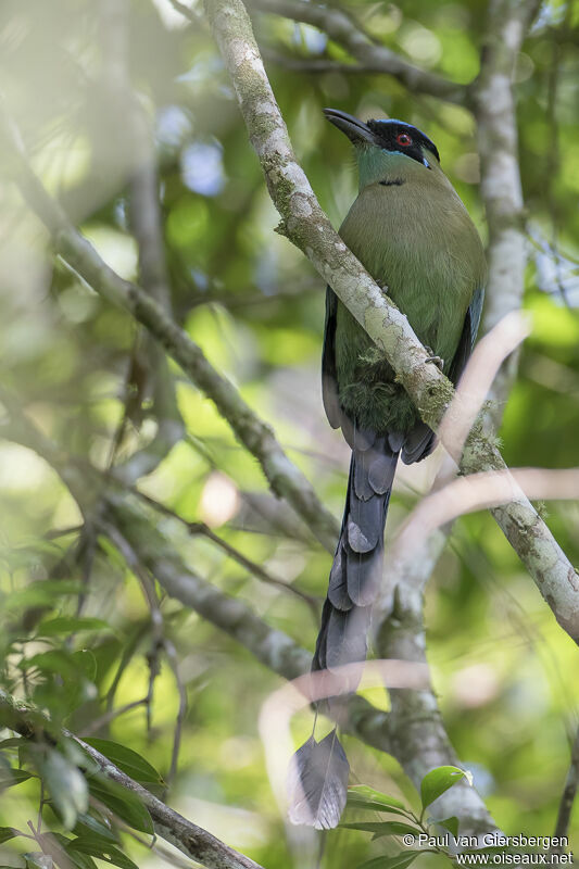 Motmot d'Équateuradulte